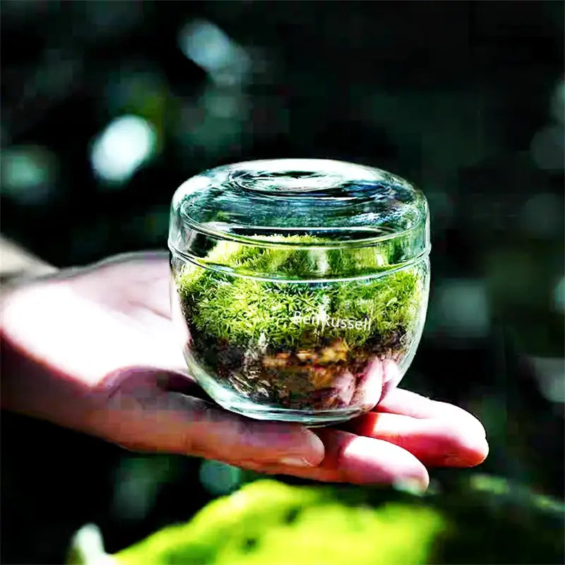 Clear glass vase terrarium with lid featuring vibrant green moss and dark soil in a DecorBites™ moss glass design