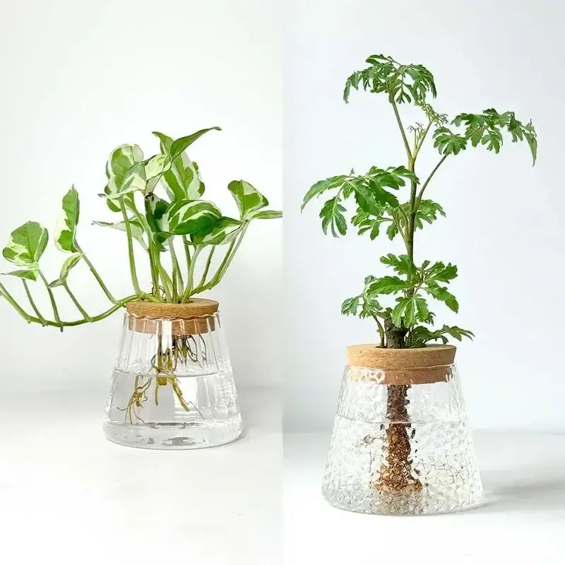 Decorbites mini nordic glass hydroponic planter tray with clear textured glass and cork lids holding green leafy plants