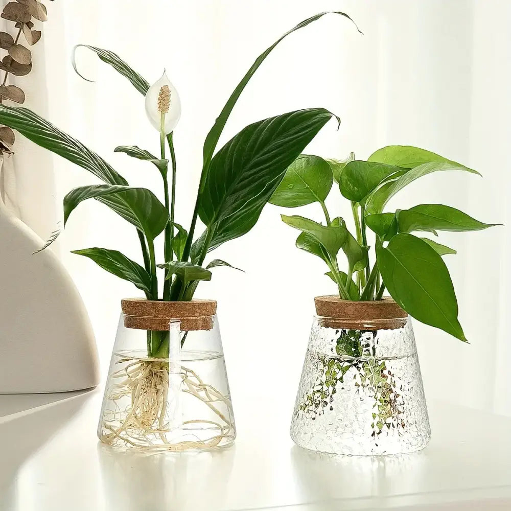 Two clear glass hydroponic vases with cork lids featuring smooth and cracked ice textures in the decorbites mini nordic glass planter tray