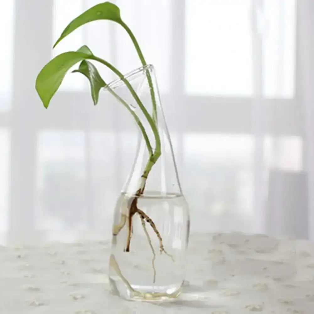 Decorbites modern glass vase terrarium with clear glass holding a green plant with visible roots submerged in water