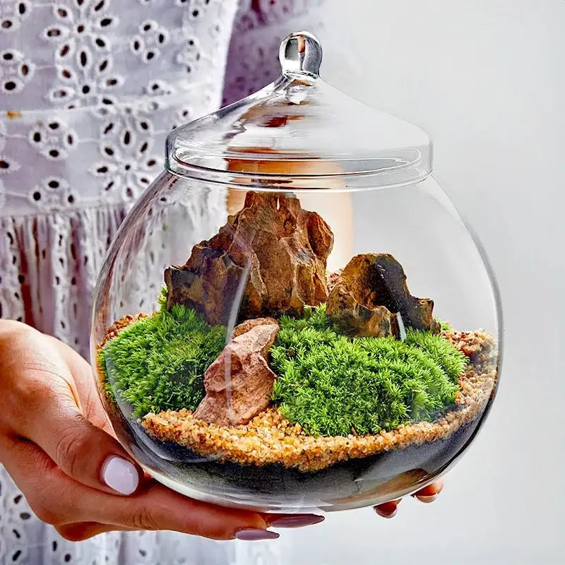 DecorBites™ moss ball glass vase with domed lid featuring vibrant green moss and brown rocks in a clear glass vase