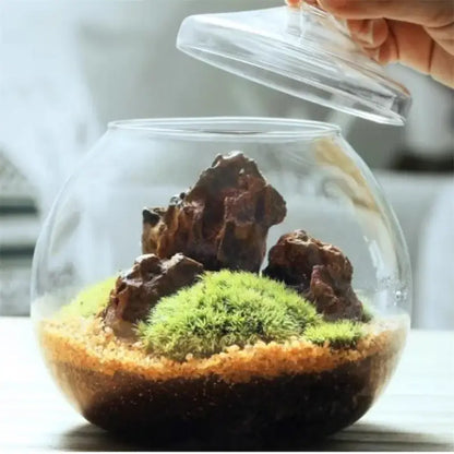 A clear glass vase with layered soil moss and rocks featuring decorbites moss ball glass for desktop decor