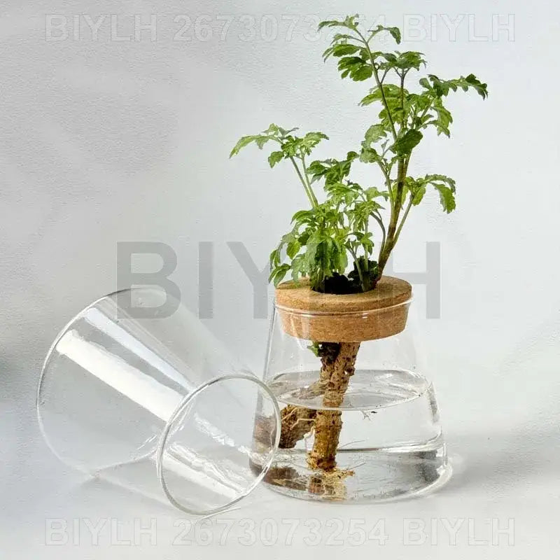 Decorbites™ small transparent glass vase with cork lid holding green leafy plant for home decor use