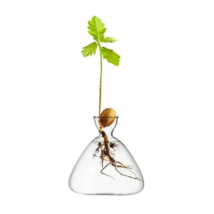 DecorBites transparent glass avocado seed starter vase with a bulbous base holding a young green avocado seed plant