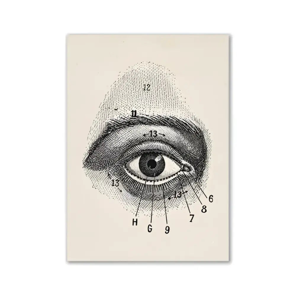 Decorbites™ vintage anatomy canvas art print featuring a numbered anatomical eye diagram on a cream background