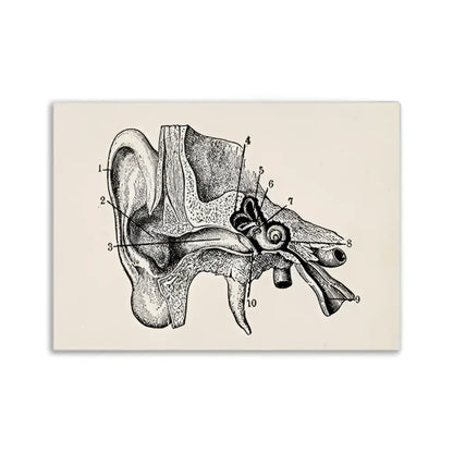 DecorBites™ vintage human anatomy canvas art print featuring black ink anatomical illustration of the human ear on beige
