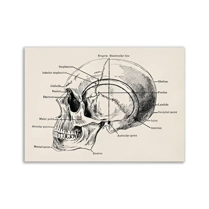DecorBites™ vintage human anatomy canvas art print featuring an anatomical skull diagram with labeled bone landmarks on beige