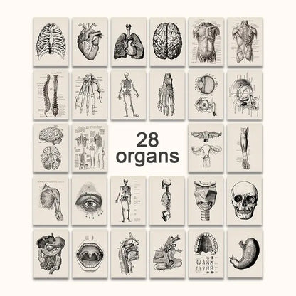 Set of 28 DecorBites™ vintage human anatomy canvas art prints featuring sepia-toned detailed illustrations on off-white paper