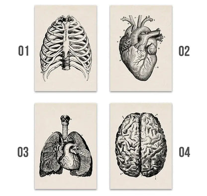 Set of four DecorBites™ vintage human anatomy canvas art prints with black and white illustrations on cream paper