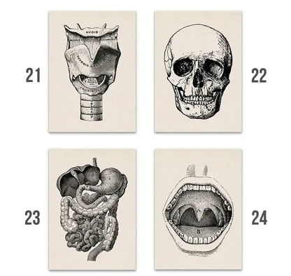 Set of four decorbites™ vintage human anatomy canvas art prints featuring detailed black and white illustrations
