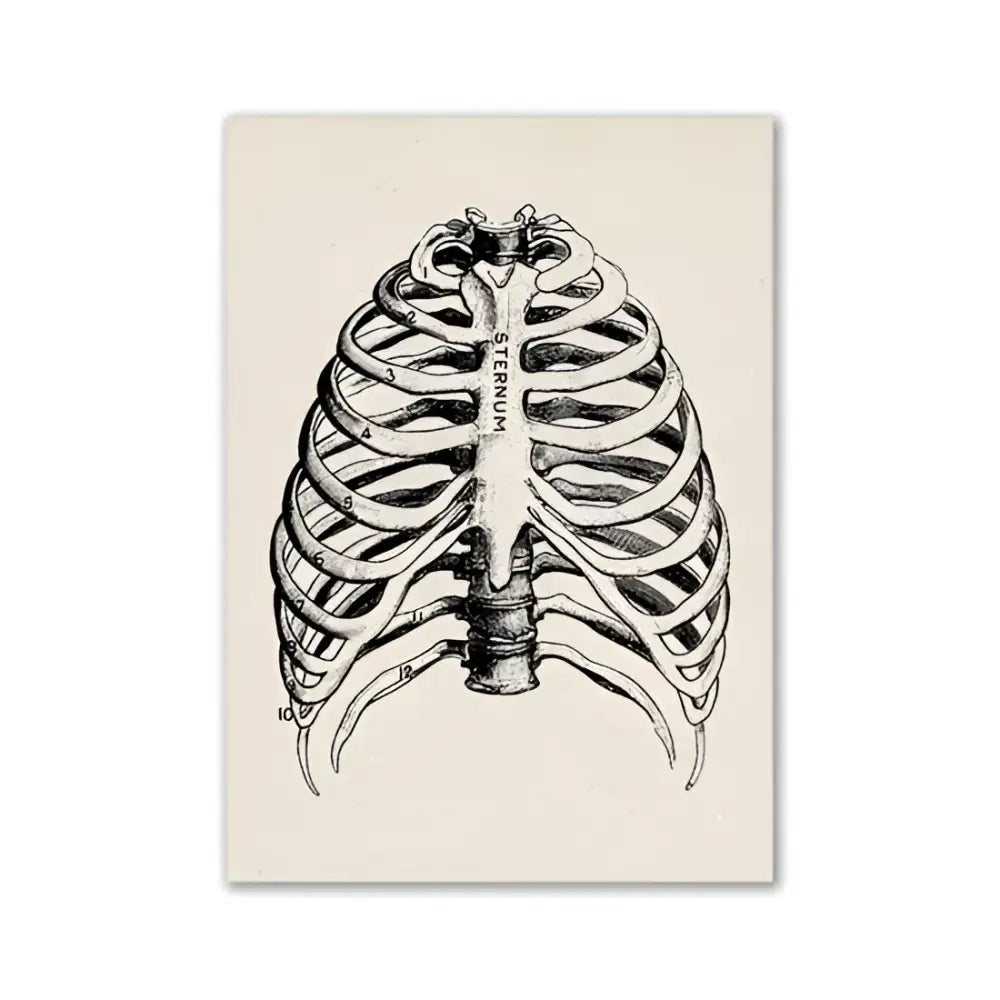 Decorbites™ vintage anatomy canvas print featuring detailed black ink human anatomy line art on off-white paper
