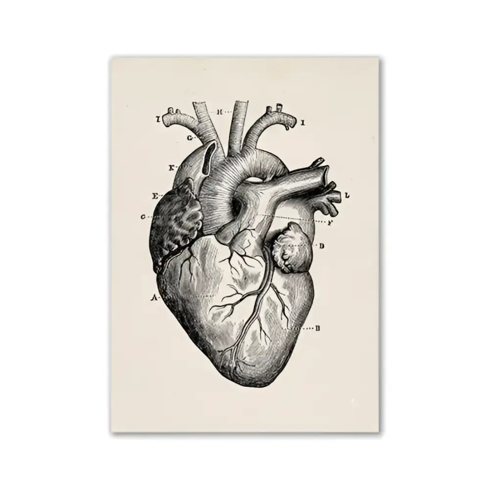 Decorbites™ vintage anatomy canvas print featuring a detailed human anatomy heart diagram on beige textured background