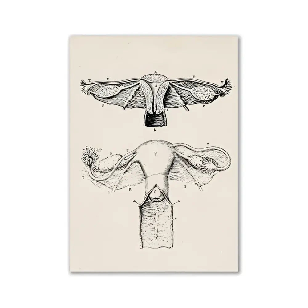 DecorBites™ vintage anatomy canvas print featuring detailed black ink female reproductive system on cream background
