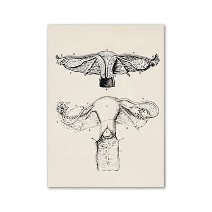DecorBites™ vintage anatomy canvas print featuring detailed black ink female reproductive system on cream background