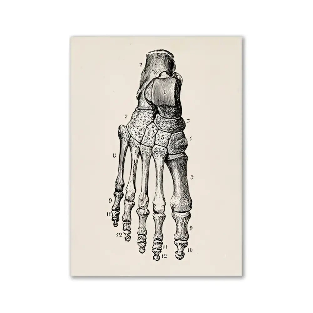 DecorBites™ vintage anatomy canvas print featuring a human anatomy foot skeleton on textured off-white paper
