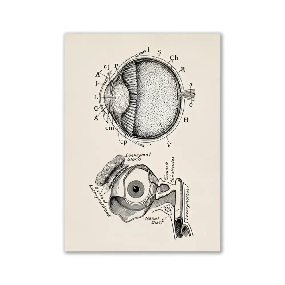 Decorbites™ vintage anatomy canvas print featuring detailed black ink human anatomy eye diagram on aged cream paper