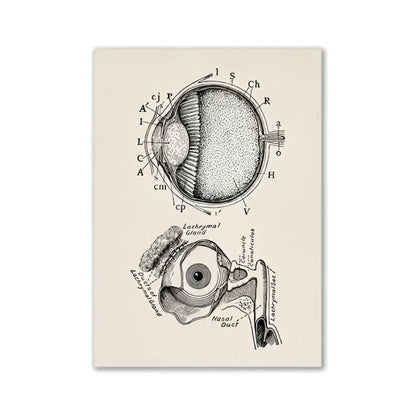 Decorbites™ vintage anatomy canvas print featuring detailed black ink human anatomy eye diagram on aged cream paper