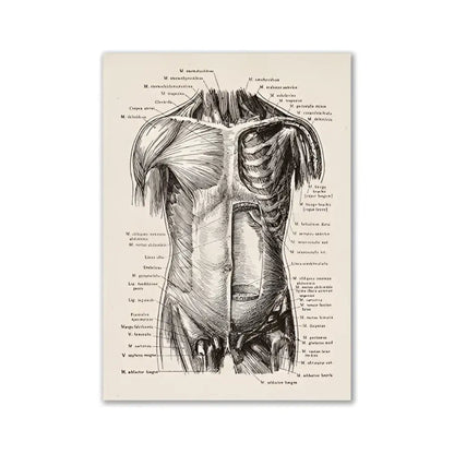 Decorbites™ vintage anatomy canvas print featuring black ink human anatomy illustration on aged off-white paper