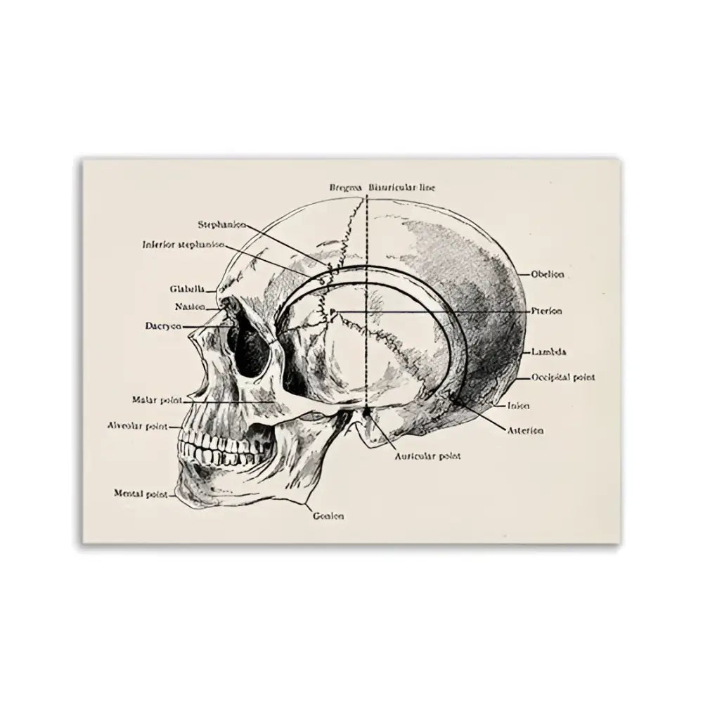 DecorBites™ vintage anatomy canvas print featuring labeled human anatomy skull diagram on beige background medical wall art