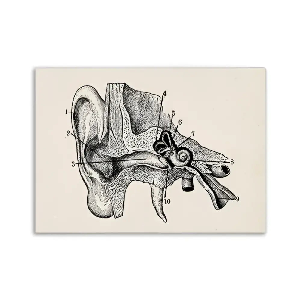 Decorbites™ vintage anatomy canvas print featuring a black ink human ear anatomical illustration on beige background
