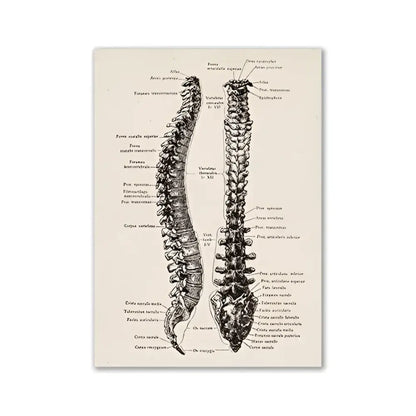 DecorBites™ vintage anatomy canvas print featuring a detailed human anatomy illustration of the spine on beige