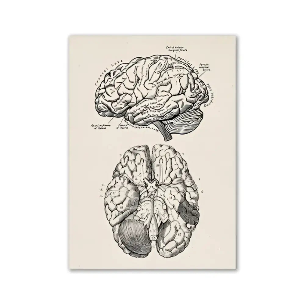 DecorBites™ vintage anatomy canvas print featuring detailed black ink human anatomy illustration on cream background