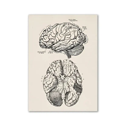 DecorBites™ vintage anatomy canvas print featuring detailed black ink human anatomy illustration on cream background