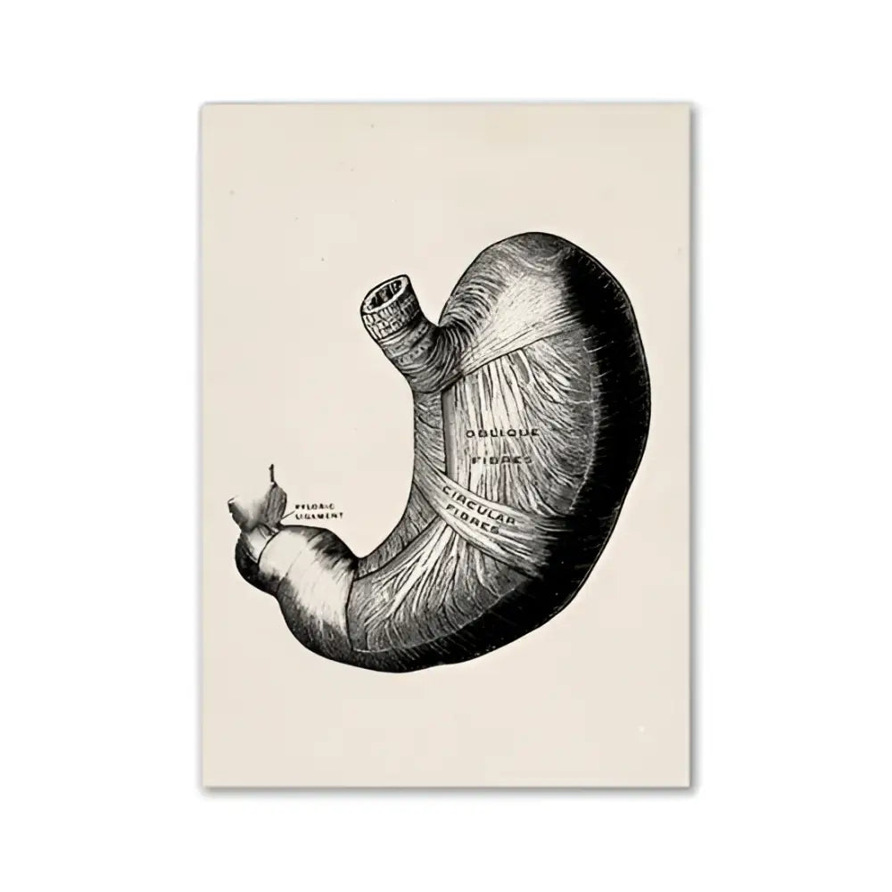 Anatomical illustration canvas print of human stomach in black ink on off-white paper for anatomy wall art