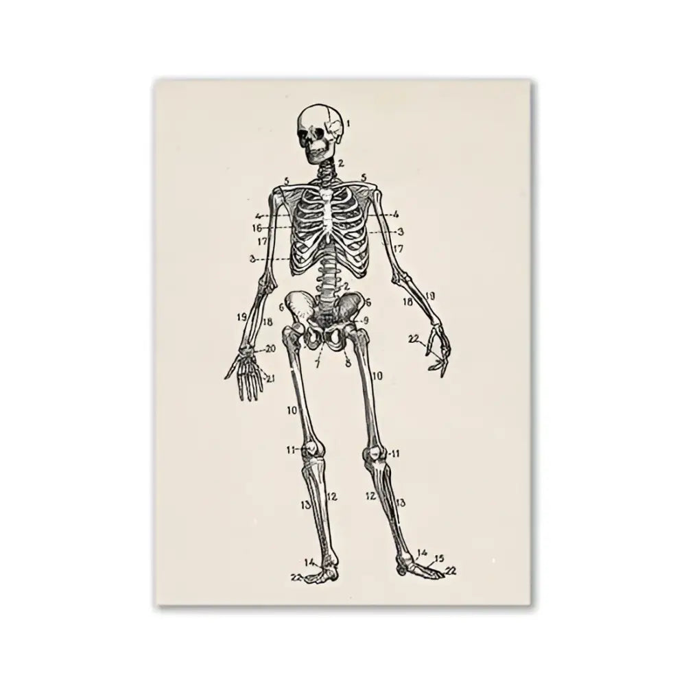 DecorBites™ vintage anatomy canvas print featuring a numbered human anatomy skeleton diagram on off-white paper