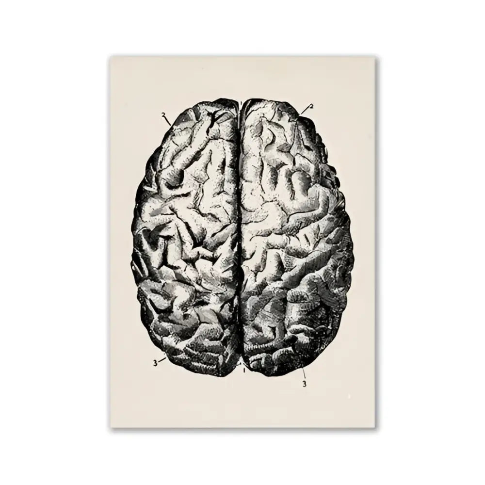 Decorbites™ vintage anatomy canvas print featuring detailed black ink human anatomy etching on cream background