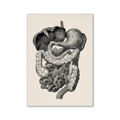 Decorbites™ vintage anatomy canvas print featuring detailed black and white human anatomy engraving on beige background