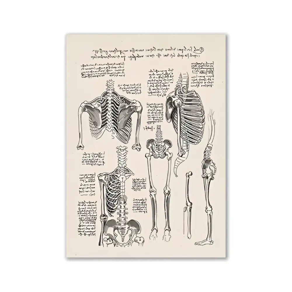 DecorBites™ vintage anatomy canvas print with detailed human anatomy skeleton illustrations in sepia on cream background