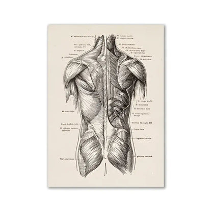 DecorBites™ vintage anatomy canvas print featuring detailed black ink human anatomy on aged off-white paper