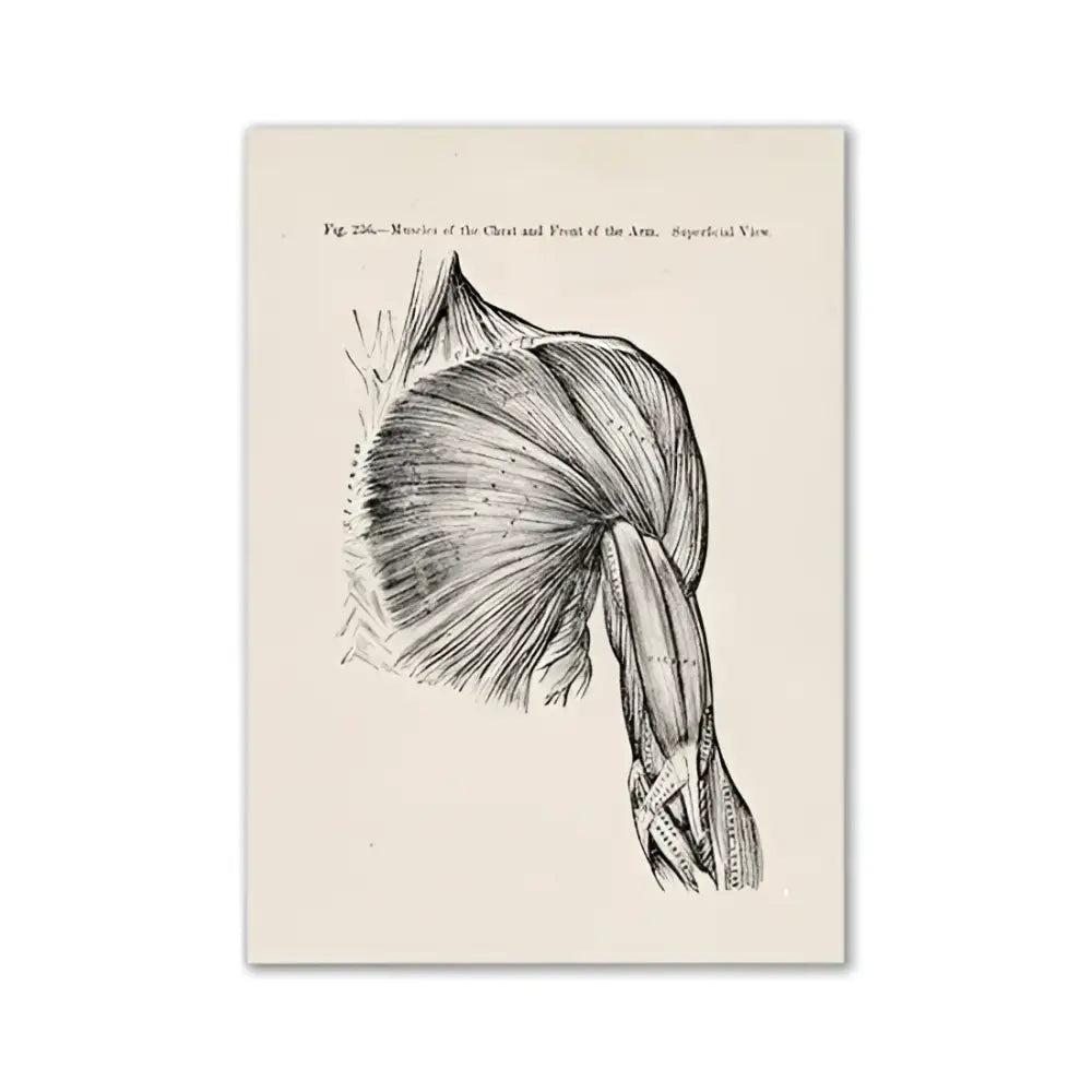 Decorbites™ vintage anatomy canvas print featuring a detailed black and white sketch of human anatomy muscles