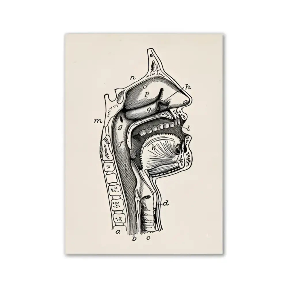 DecorBites™ vintage anatomy canvas print featuring a detailed black ink cross-section of human anatomy on off-white paper