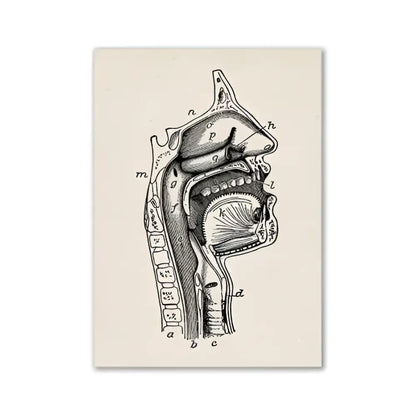 DecorBites™ vintage anatomy canvas print featuring a detailed black ink cross-section of human anatomy on off-white paper