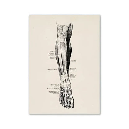 DecorBites vintage anatomy canvas print featuring a detailed black ink human anatomy illustration on textured paper