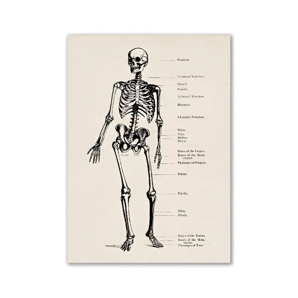 Decorbites™ vintage anatomy canvas print featuring a detailed human anatomy diagram on aged off-white paper