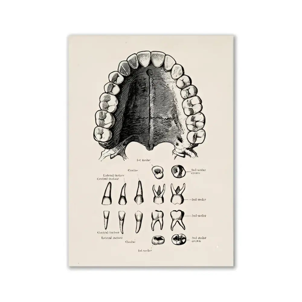 Anatomical dental diagram canvas print on aged off-white paper for vintage human anatomy wall art by decorbites