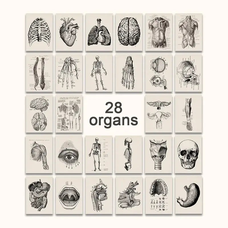 Decorbites™ vintage anatomy canvas print set of 28 sepia-toned human anatomy posters on off-white paper for medical wall art