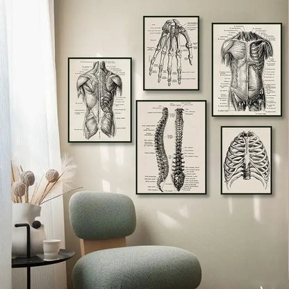 Set of five black and white framed anatomy canvas prints featuring detailed human anatomy illustrations by decorbites