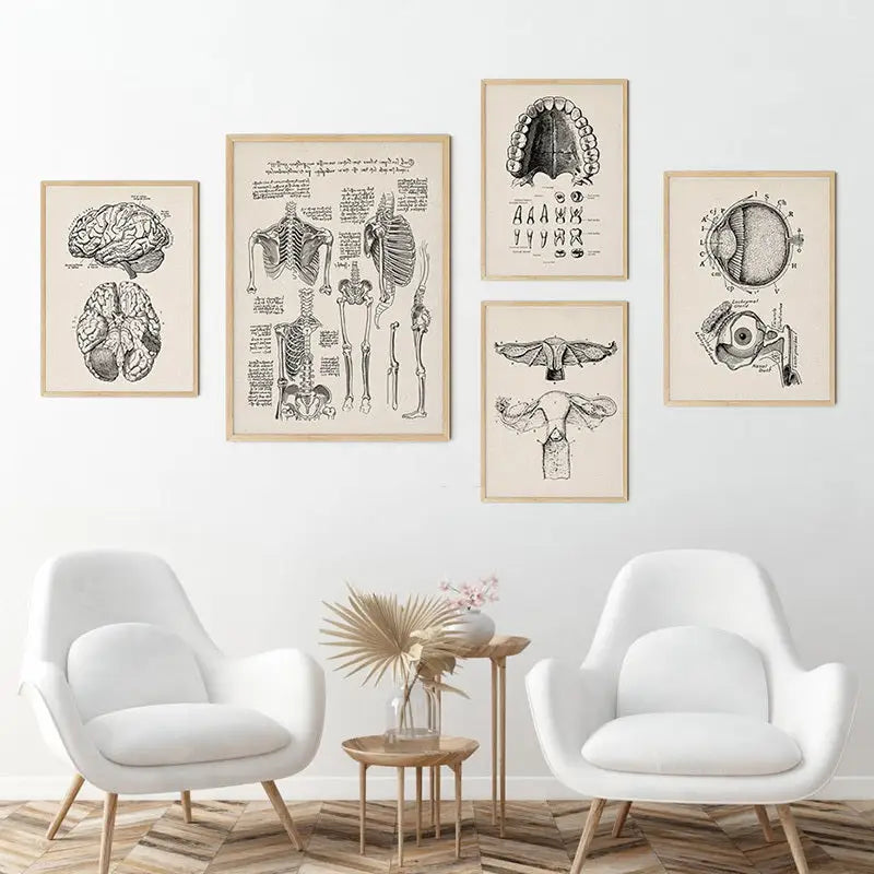 Set of five vintage anatomy canvas print posters with black and white human anatomy illustrations in light wood frames