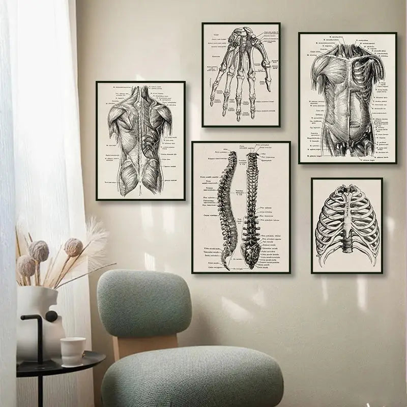 Set of five black and white vintage anatomy canvas print framed illustrations depicting detailed human anatomy for wall art