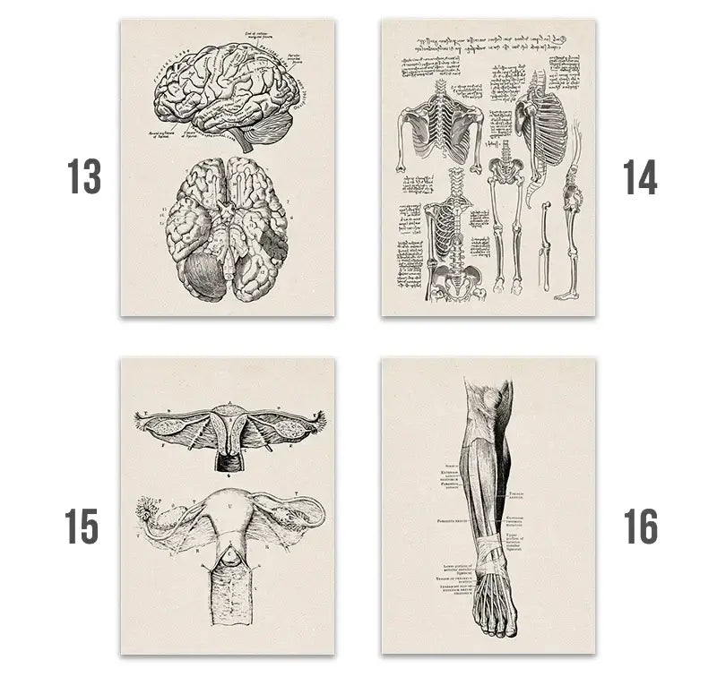 Set of four vintage-style black and white human anatomy canvas print posters on off-white paper by DecorBites medical wall art