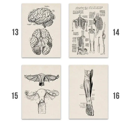 Set of four vintage-style black and white human anatomy canvas print posters on off-white paper by DecorBites medical wall art