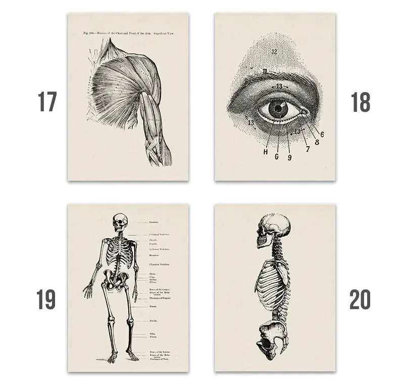 Set of four vintage-style black and white human anatomy canvas print posters on off-white paper medical wall art