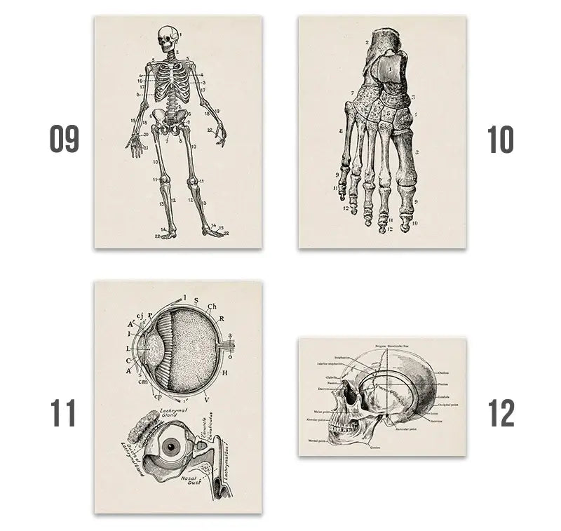 Set of four vintage-style anatomy canvas prints featuring detailed black and white human anatomy illustrations on off-white paper