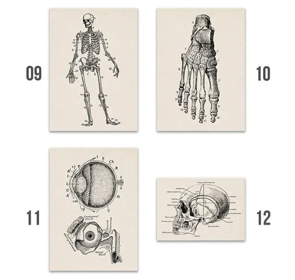 Set of four vintage-style anatomy canvas prints featuring detailed black and white human anatomy illustrations on off-white paper