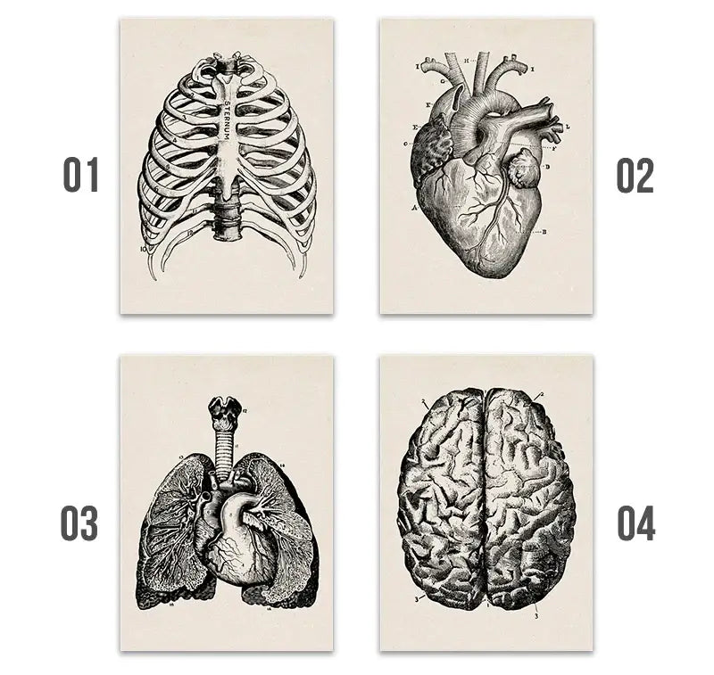 Set of four vintage-style anatomy canvas prints in black and white on cream paper by DecorBites™ for medical wall art