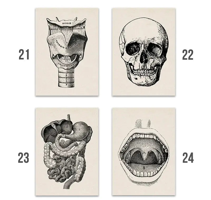 Set of four vintage-style human anatomy canvas prints with detailed black and white illustrations on off-white paper